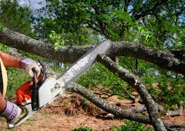 Best Tree and Shrub Care  in Alpha, NJ